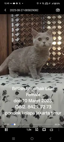 BRITISH SHORTHAIR and BRITISH LONGHAIR