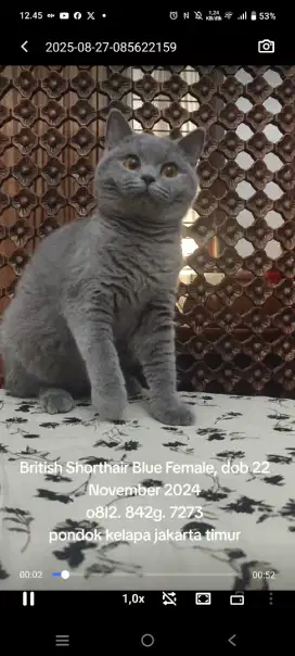 BRITISH SHORTHAIR and BRITISH LONGHAIR