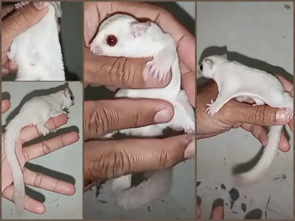 sugar glider creamino jantan 1.5 bulan