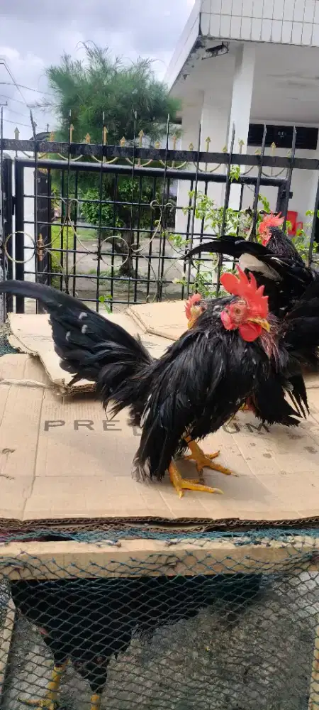 Ayam serama jantan 3 ekor