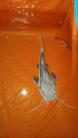 Ikan lele amazon