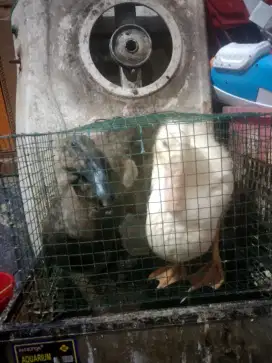 Bebek yg hitam sama entok yg putih