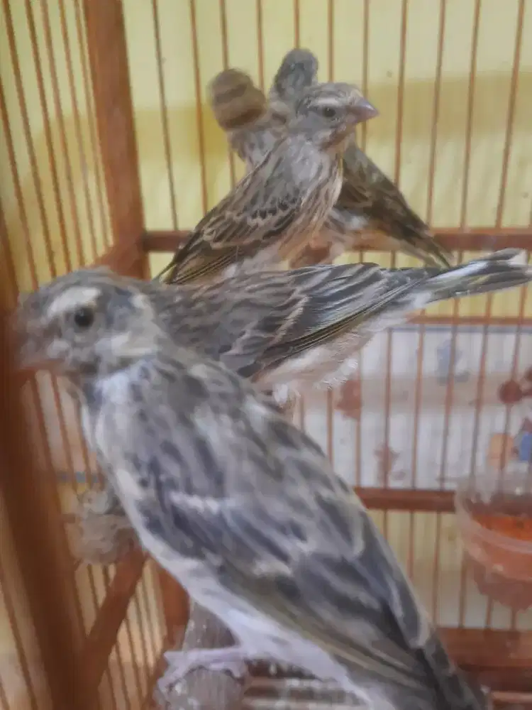 Blackthroat paud jantan dan betina