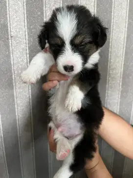 Welsh Corgi (Pembroke)