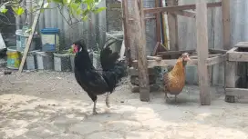 Ayam poland jambul