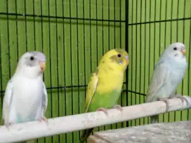 Burung Parkit 3 ekor