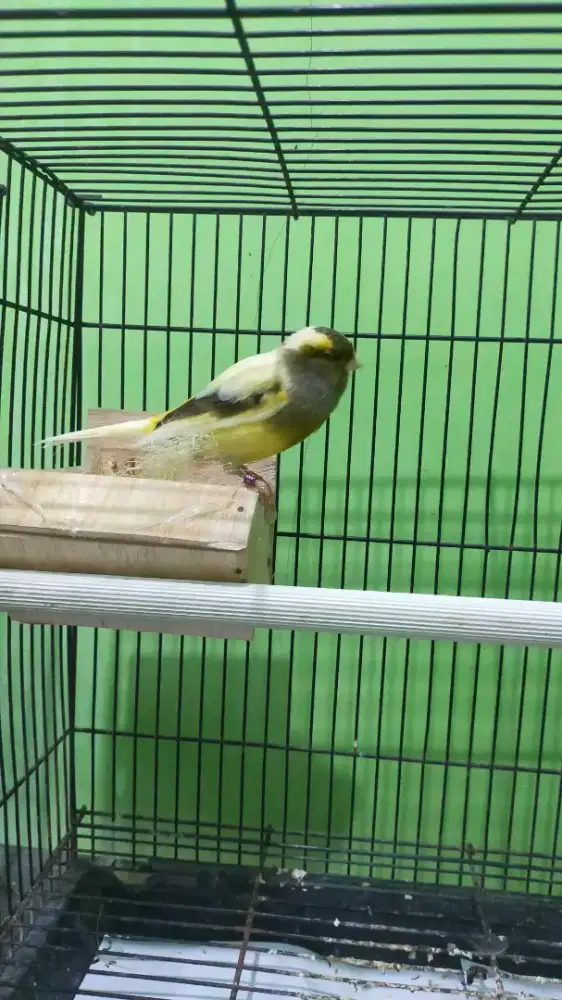 kenari f1 betina mapan