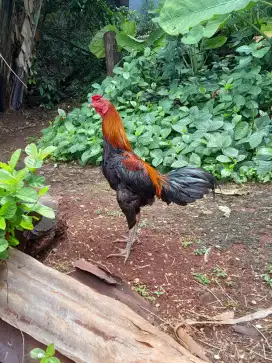 Ayam bangkok x mangon nya
