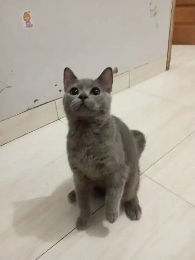 Open Adopt BSH Jantan Usia 6 Bulan Non Ped