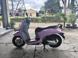 Scoopy pristige 2024