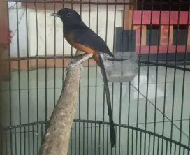 Murai batu Medan jual cepat