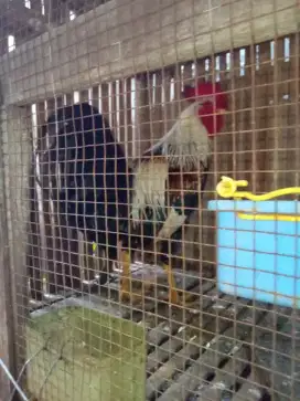 Ayam jago Silangan