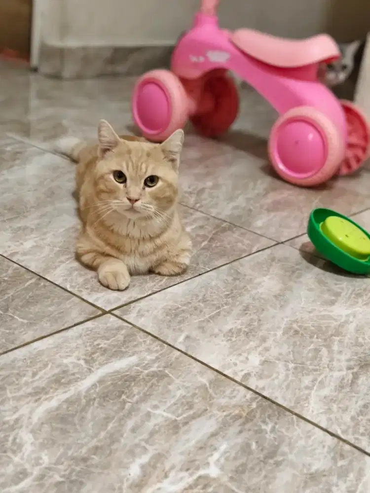 Munchkin mix BSH Cream