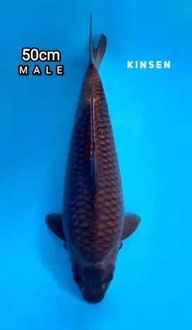 Ikan Koi CHAGOI KKF 50cm MALE Berpunuk Extreme High Quality