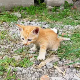 Adopsi Anak Kucing Lucu – Siap Jadi Sahabat Baru!