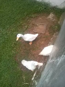 Bebek Pedaging Dan Ayam Pedaging