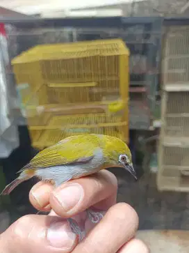 Burung PC dabu betina + kandang besi kuning
