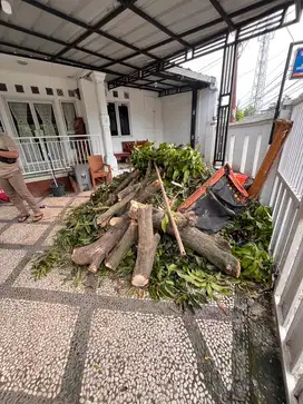 kayu mangga dan sisa pohon