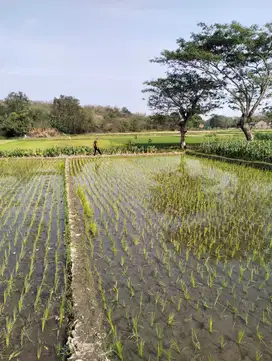 Tanah Sawah Strategis Murah di Berbah Sleman TS 007