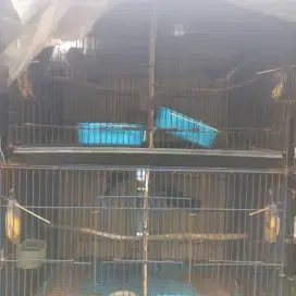 Burung trucukan