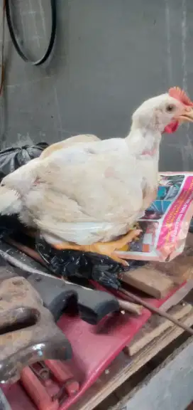 Ayam negri boiler