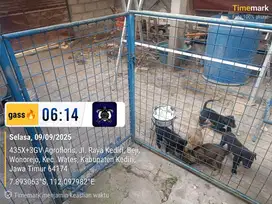 open adopsi nego monggo