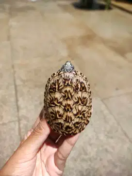 MGM Mexican Giant Musk Turtle 7cm