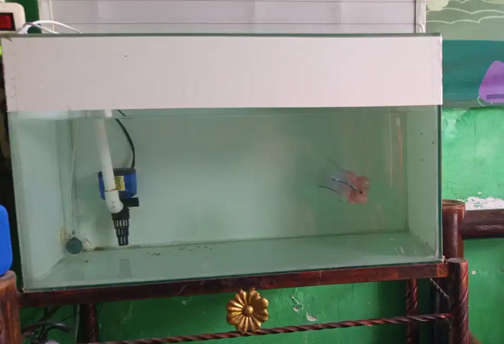 Jual aquarium fullset sma ikan