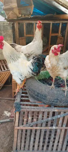 Ayam kampung silang Brahma