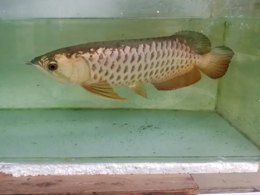 Golden polkadott sertifikat 24k