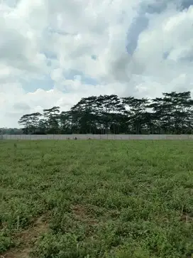 Disewakan Tanah Kosong Lampung Selatan