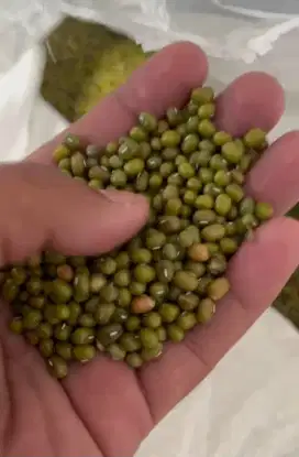 Kacang Hijau Venezuela, Green Mung Beans