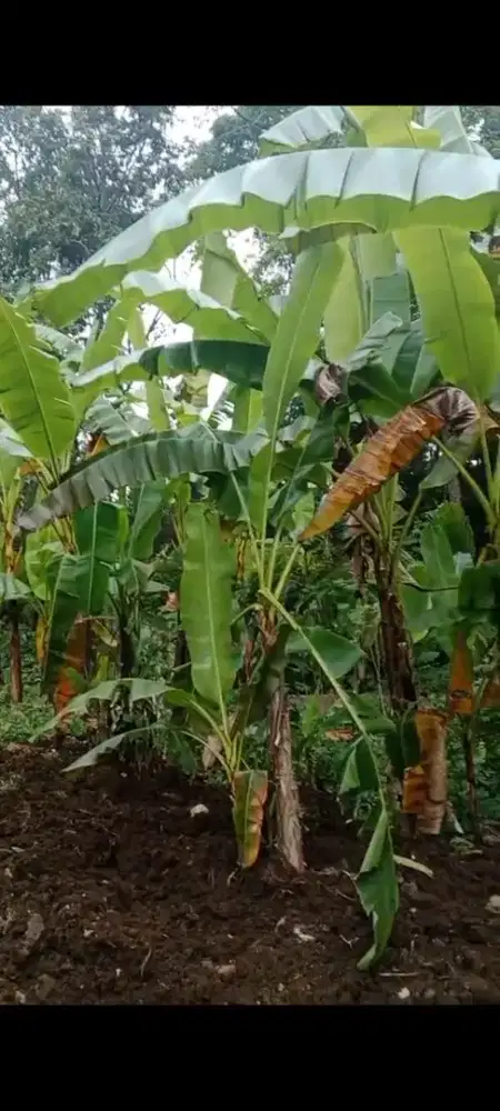 Dijual tanah murah,8 are ditabanan badung bali