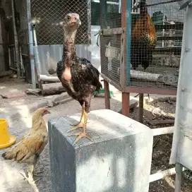 Anakan ayam ndok ijo/Birma
