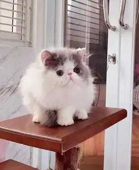 Kitten Persian PED 2,5 bulan