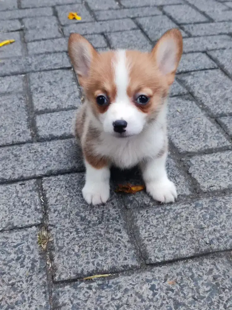 Corgi betina champion harga miring