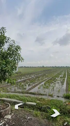 Dijual Sawah Luas 2,149 m2 di Desa Keper, Sidoarjo