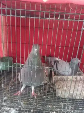 Merpati kolong burung dara