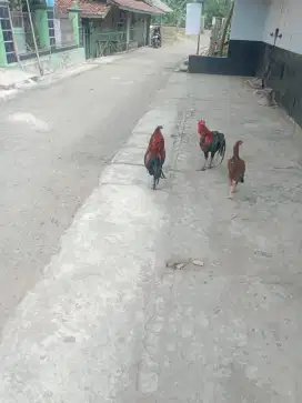 Ayam pelung cianjur