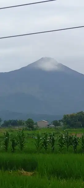 LAHAN PLOT PERUMAHAN WISATA PACET VIEW GUNUNG