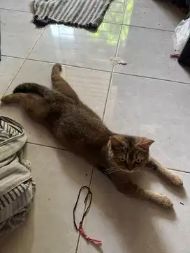 kucing BSH Golden