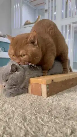 Kitten bsh munchkin
