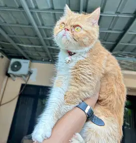 Kucing persia peaknose exotic betina kucing peaknose ekstreme