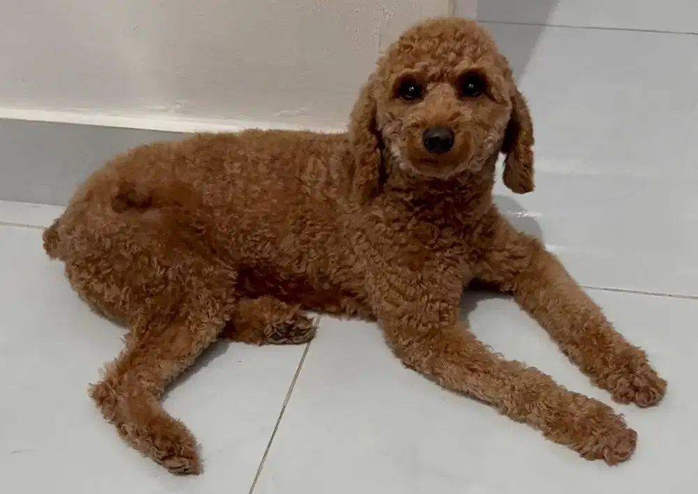 Red Toy Poodle Jantan