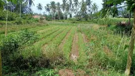 Dijual Tanah perkebunan aktif di Padang Rantang Payakumbuh
