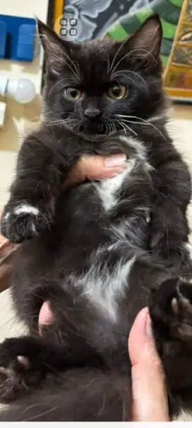 Lepas kitten persian