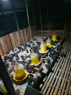 Ayam kampung segala usia