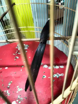 MURAI MEDAN EKOR SUPER PANJANG