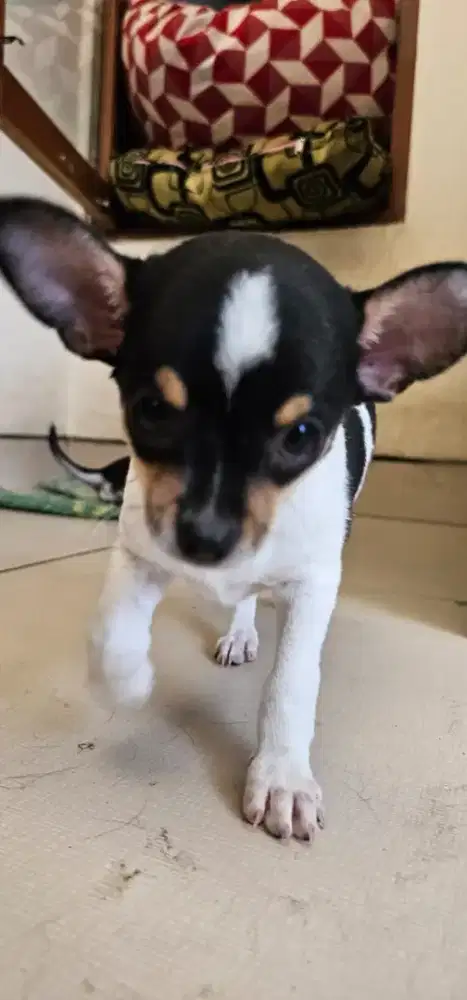 Chihuahua jantan