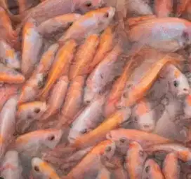 IKAN NILA MERAH FRES Hidup